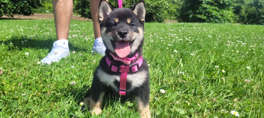 A'hinata Du Temple Shiba