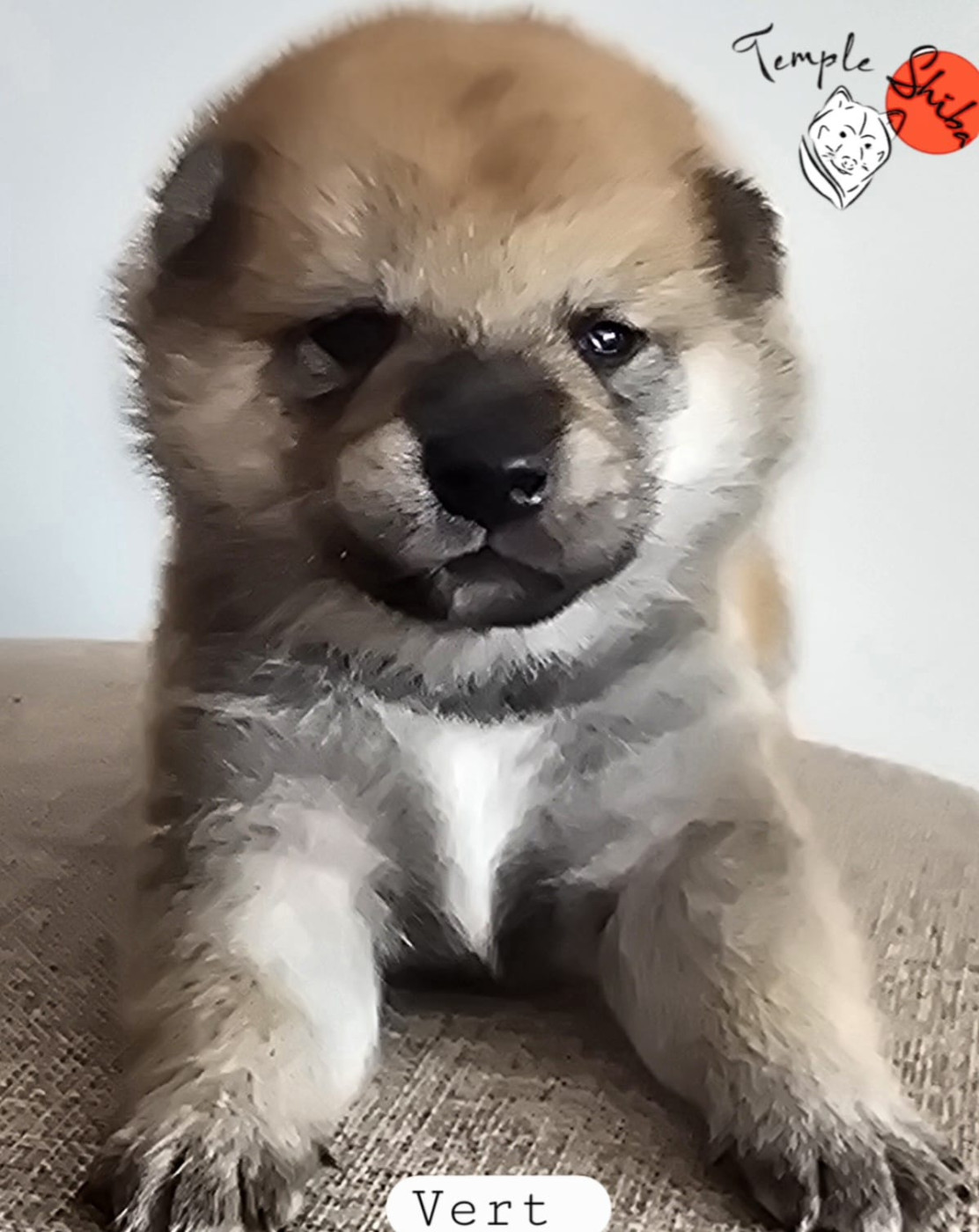 Chiots disponibles actuellement.