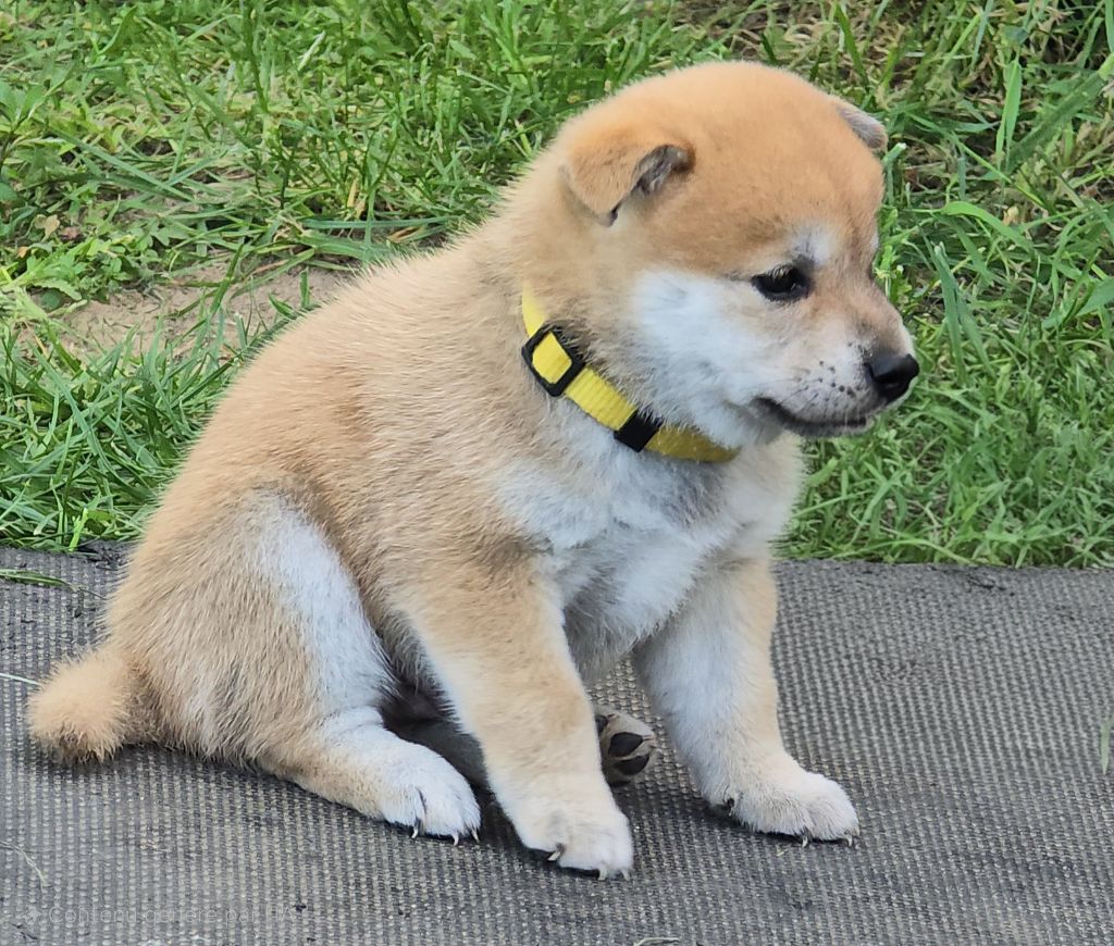 Chiot disponible 