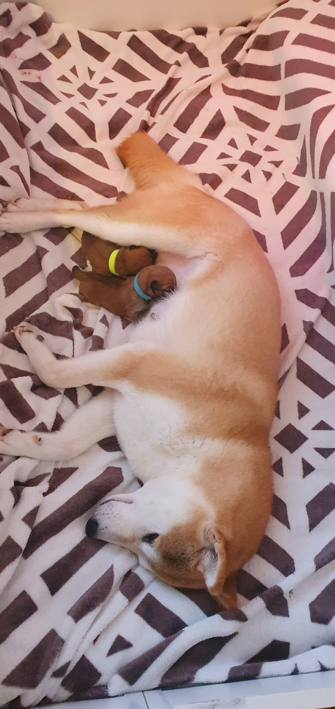 Du Temple Shiba - Chiots disponibles - Shiba