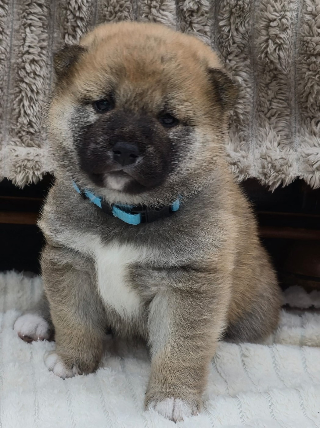 Du Temple Shiba - Chiots disponibles - Shiba