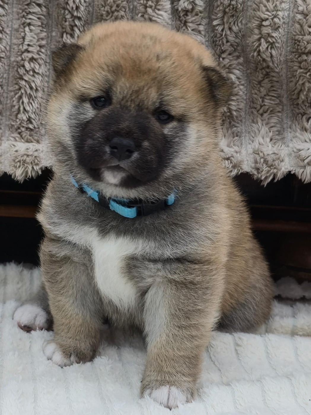 Chiot Shiba Du Temple Shiba