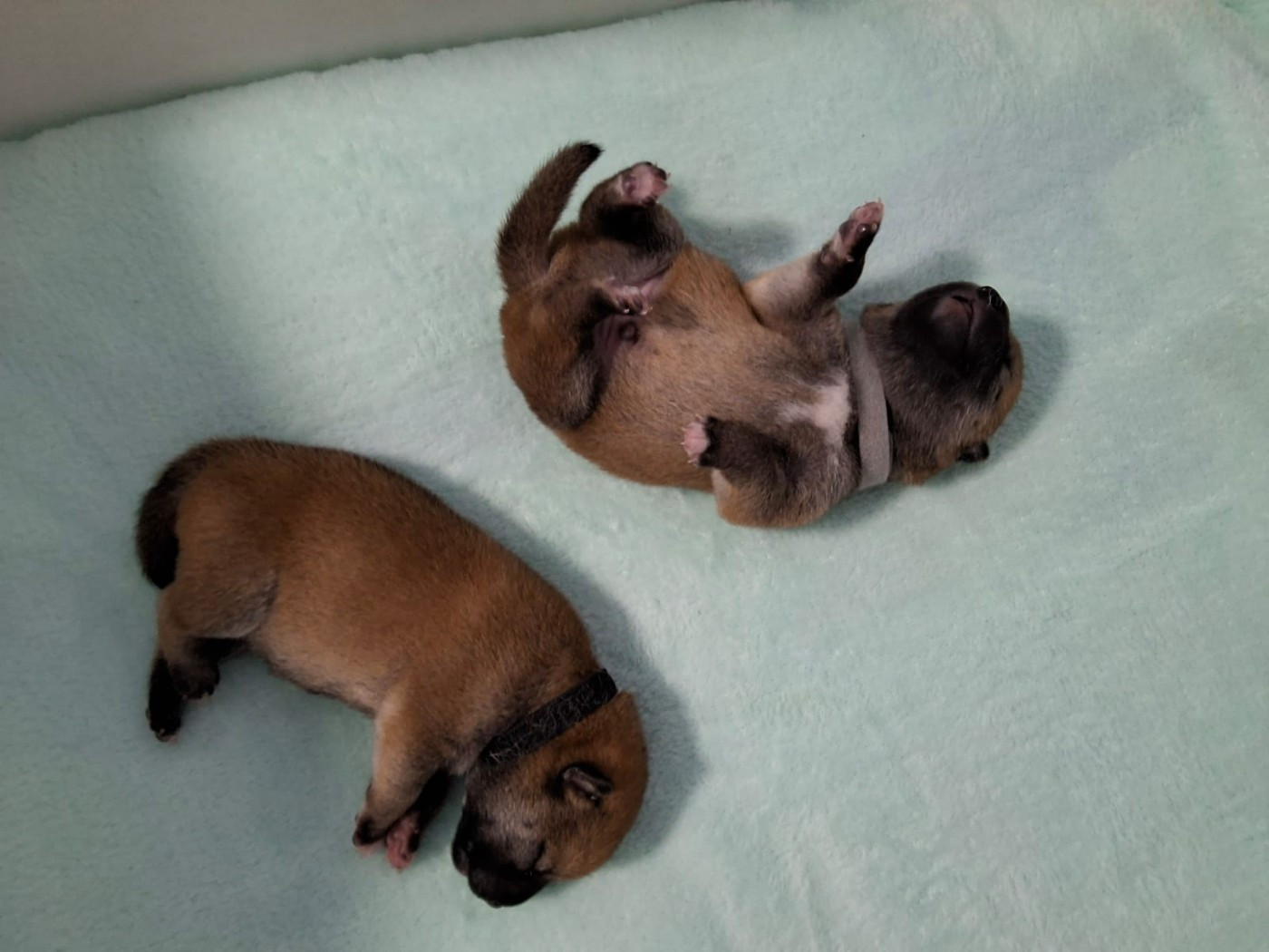 Du Temple Shiba - Chiots disponibles - Shiba