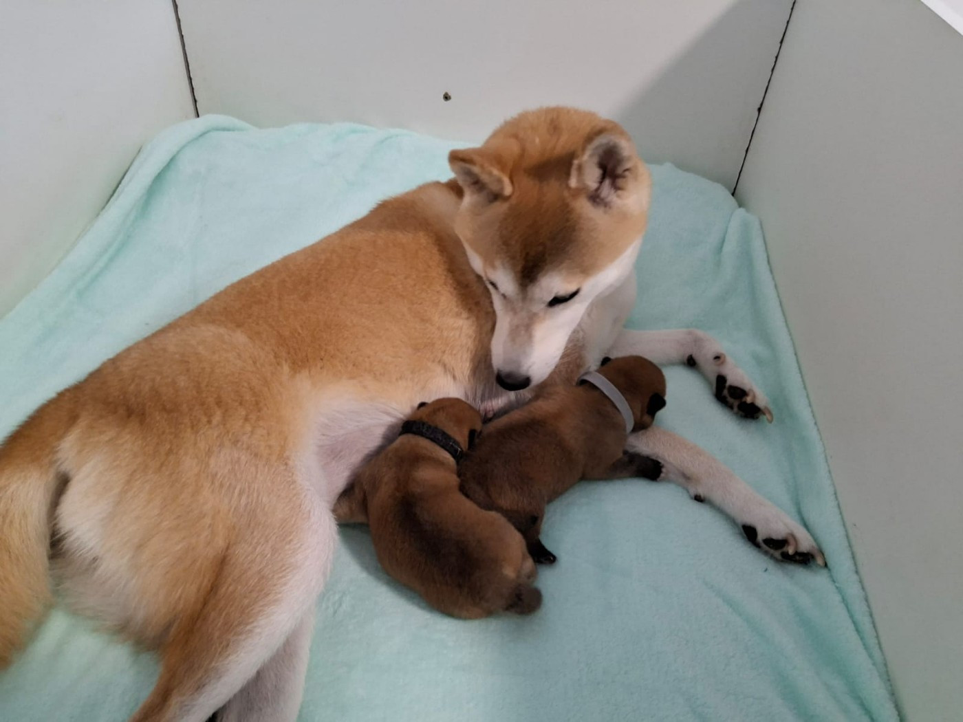 Du Temple Shiba - Chiots disponibles - Shiba