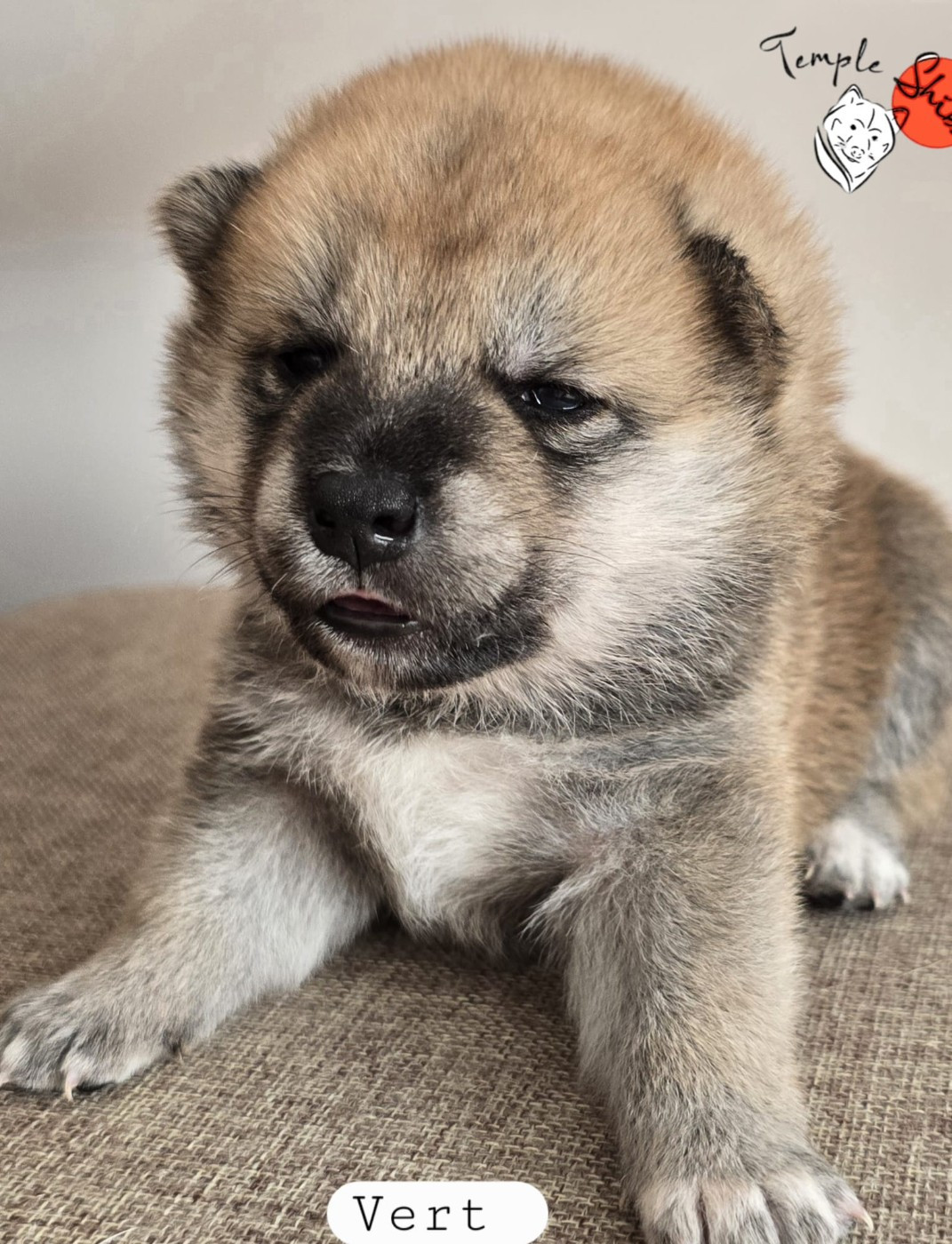 Du Temple Shiba - Chiots disponibles - Shiba