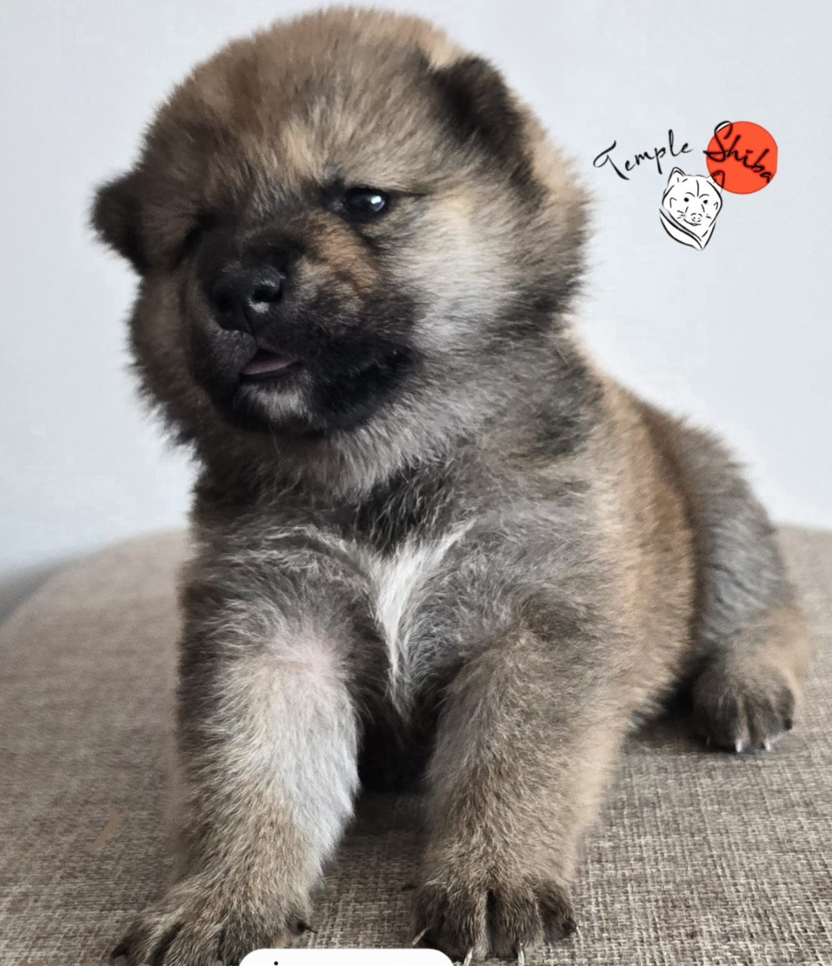 Du Temple Shiba - Chiots disponibles - Shiba