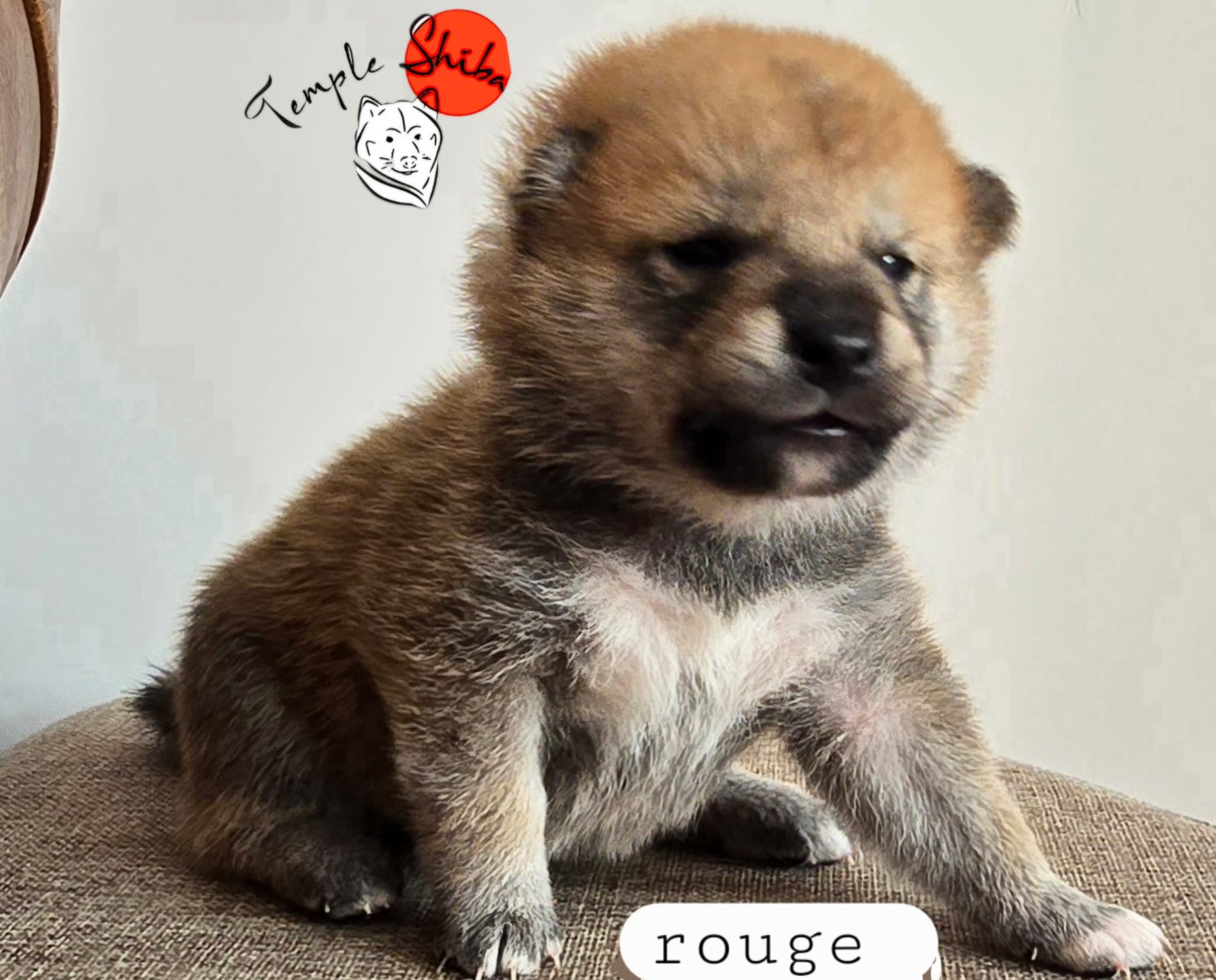 Du Temple Shiba - Chiots disponibles - Shiba
