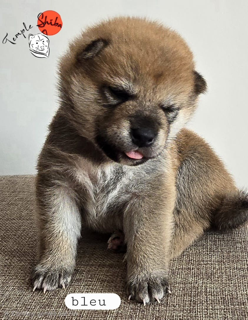 Du Temple Shiba - Chiots disponibles - Shiba