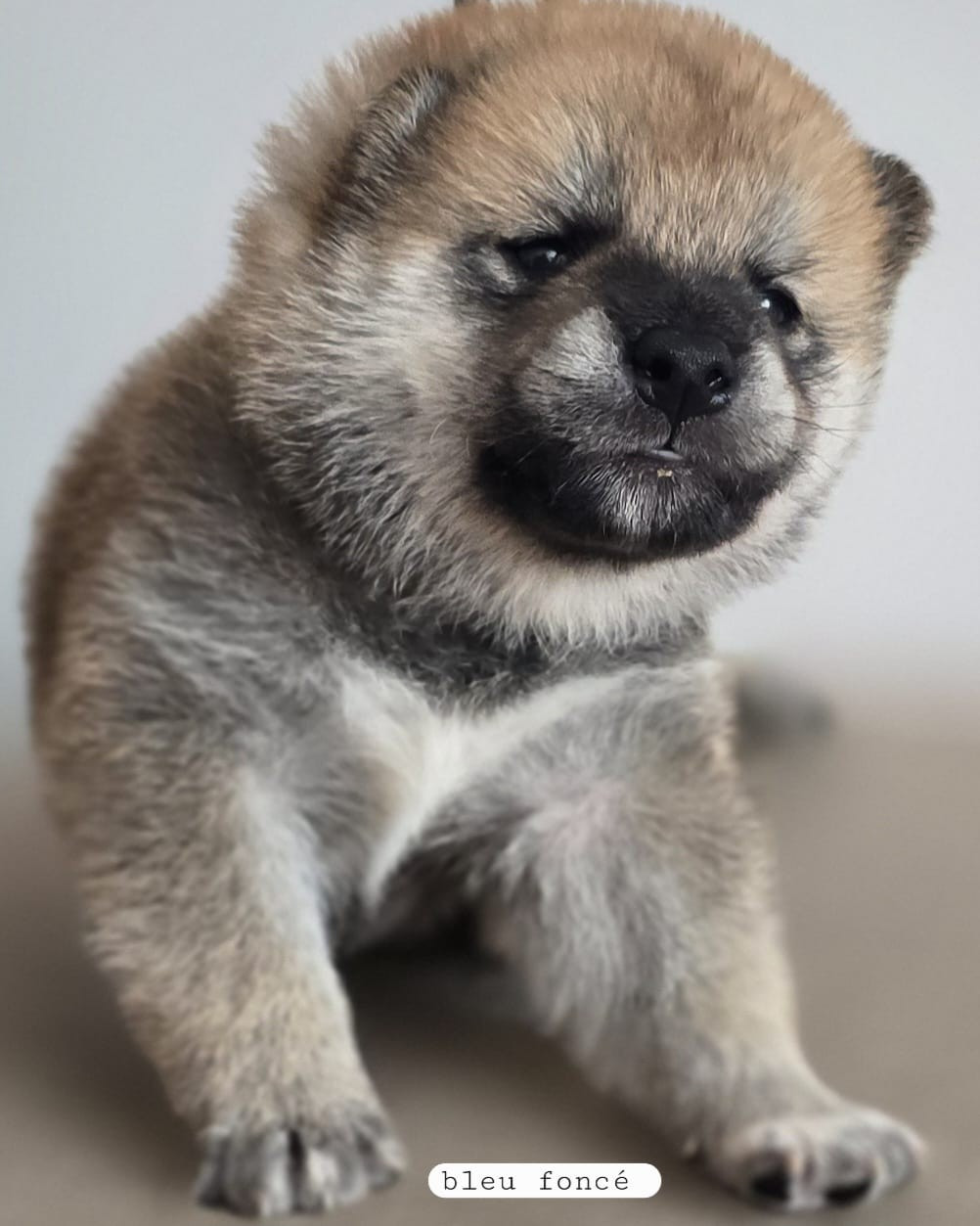 Du Temple Shiba - Chiots disponibles - Shiba