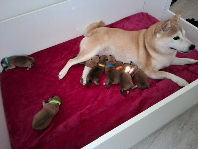 CHIOT 6
